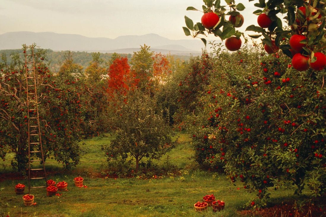 The Magic of Apple in Perfumes: A Perfect Companion for Autumn - elysian